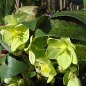 Helleborus x sternii